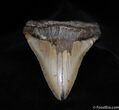 Impressive Inch Megalodon Tooth #91-2